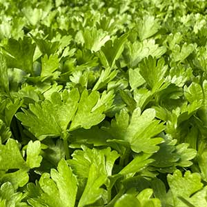 celery